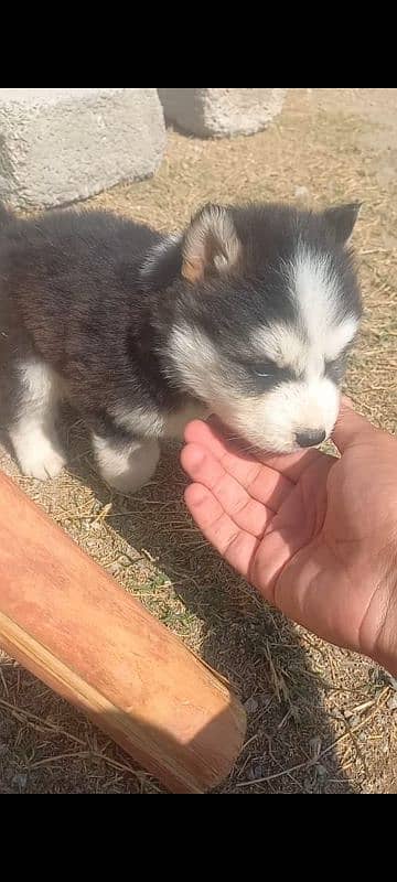 Siberian husky for sale Islamabad 2