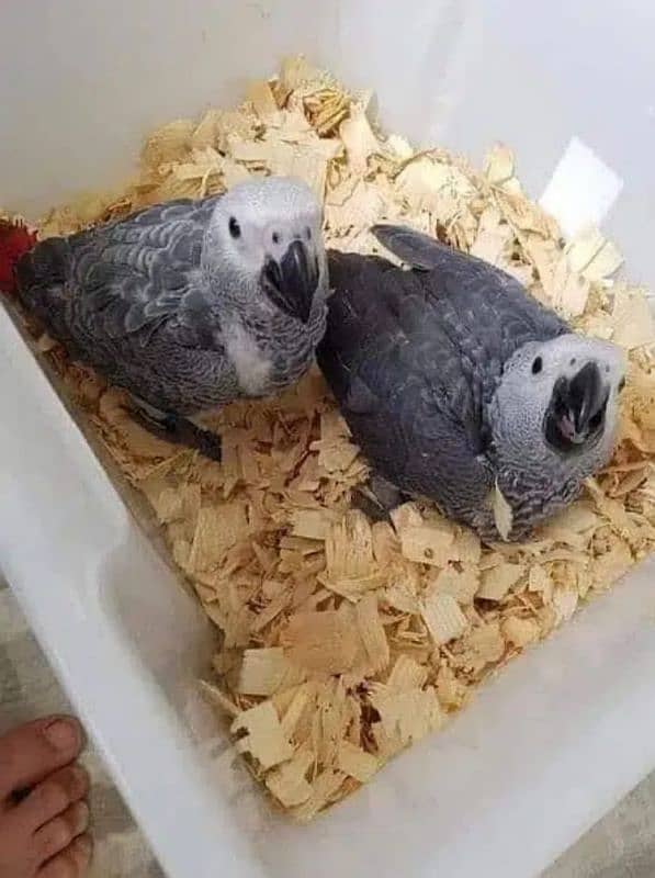 African grey parrot chicks for sale03445146577 0