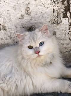 triple coated different eyes color perian cat 1 year age