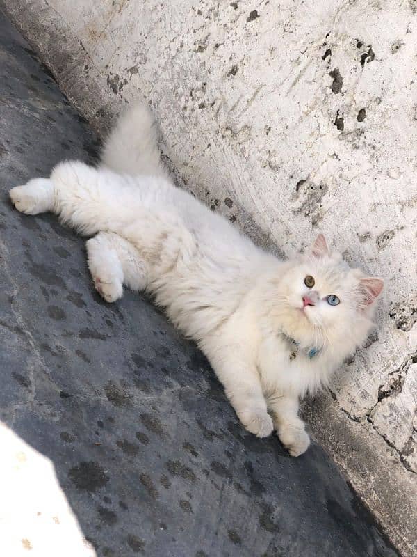 triple coated different eyes color perian cat 1 year age 3