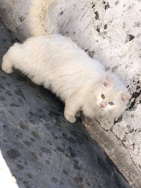 triple coated different eyes color perian cat 1 year age 5