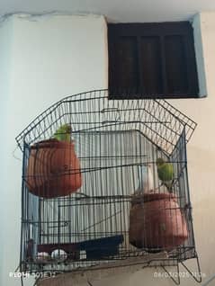 bajari parrot + 2 cage