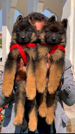 German Shepherd puppy | long coat German Shepherd puppies| GSD