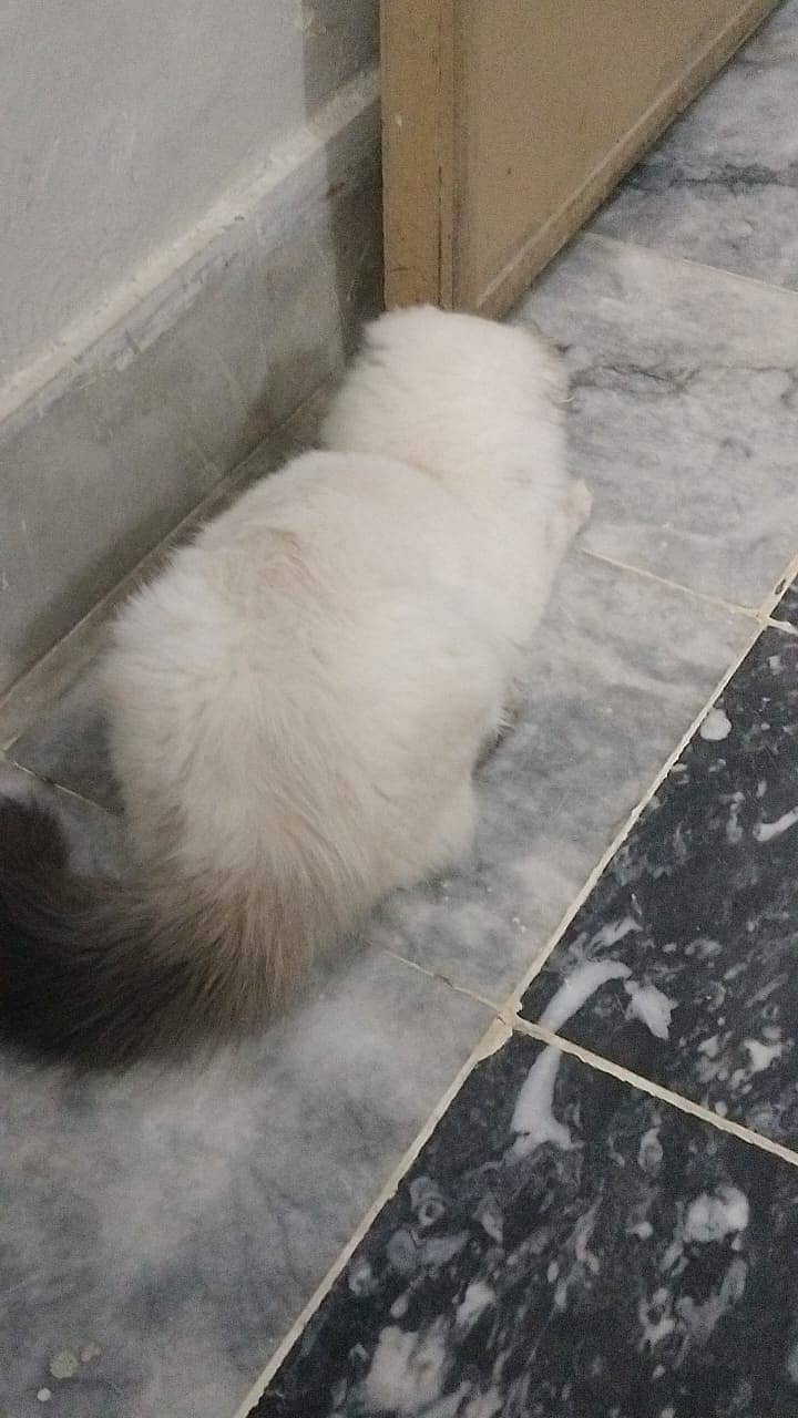 Himalayan Persian kitten | female | available for sale 2