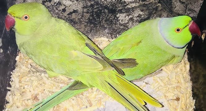 Green Ringneck Parrot Breeder Pair matki men jana shuru krdea he 0