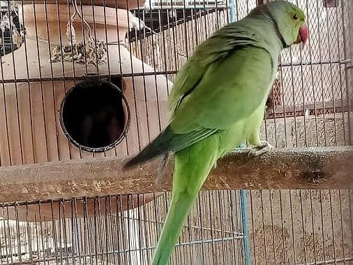 Green Ringneck Parrot Breeder Pair matki men jana shuru krdea he 3