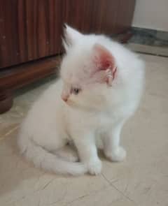 Persian kitten  2 months old  For sale.