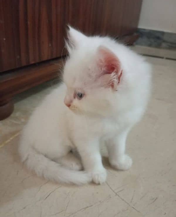 Persian kitten  2 months old  For sale. 0