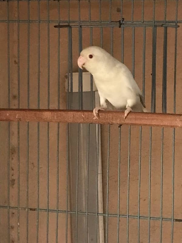 Cremino into parblue split ino Albino red eyes 3 pc available 2