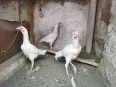 Aseel Trio for urgent sell