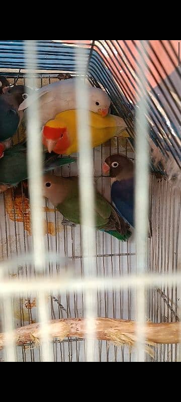 albino split, colour lovebird, lutino, blue pasnata, violet, 0