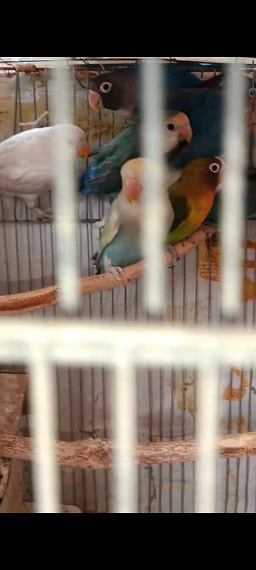 albino split, colour lovebird, lutino, blue pasnata, violet, 1