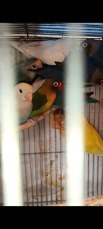 albino split, colour lovebird, lutino, blue pasnata, violet, 2