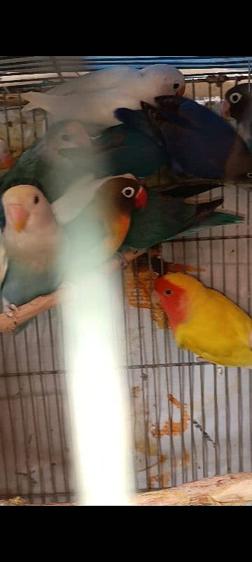 albino split, colour lovebird, lutino, blue pasnata, violet, 3