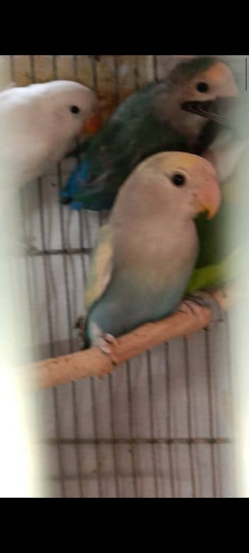 albino split, colour lovebird, lutino, blue pasnata, violet, 4