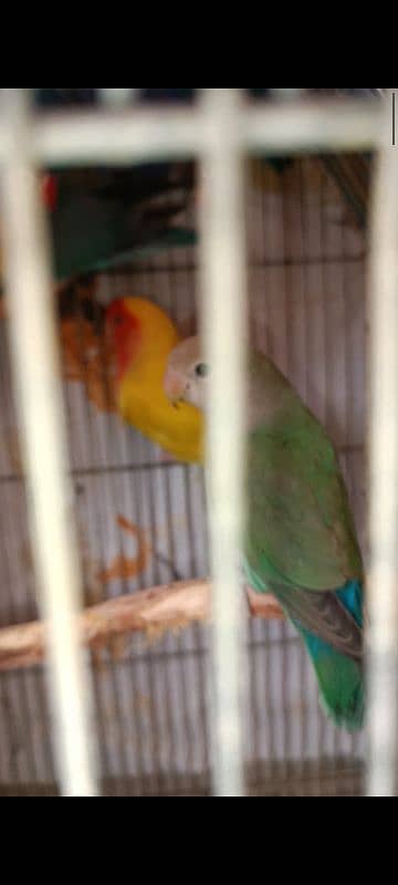 albino split, colour lovebird, lutino, blue pasnata, violet, 5