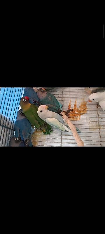 albino split, colour lovebird, lutino, blue pasnata, violet, 6