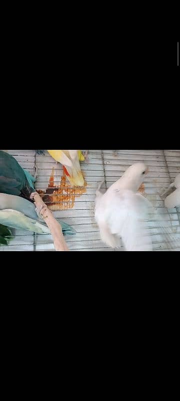 albino split, colour lovebird, lutino, blue pasnata, violet, 7