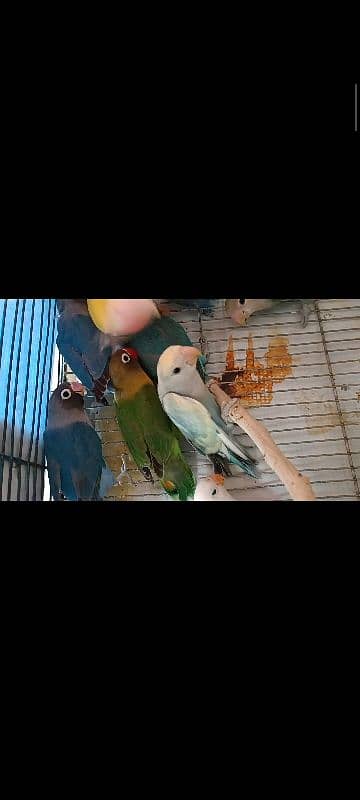 albino split, colour lovebird, lutino, blue pasnata, violet, 8