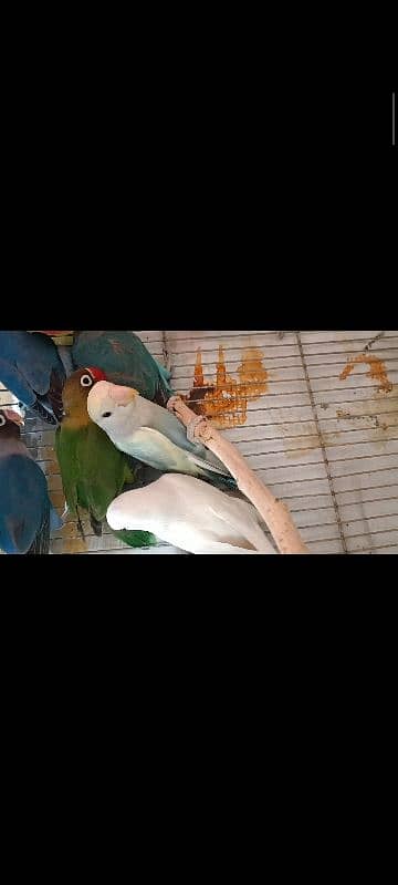 albino split, colour lovebird, lutino, blue pasnata, violet, 9