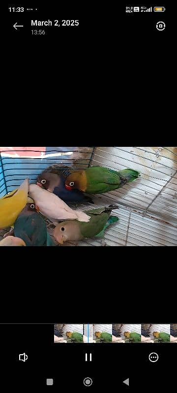 albino split, colour lovebird, lutino, blue pasnata, violet, 10