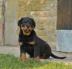 Top quality rottweiler female puppy available just for quality seekers