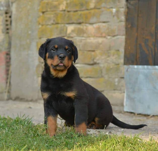 Top quality rottweiler female puppy available just for quality seekers 0