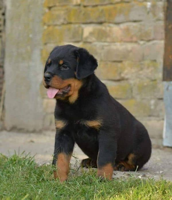 Top quality rottweiler female puppy available just for quality seekers 1