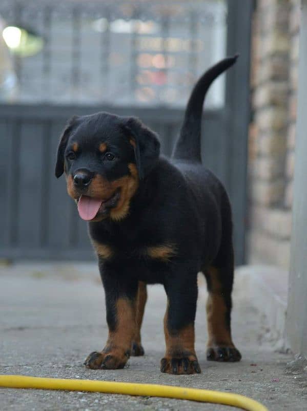 Top quality rottweiler female puppy available just for quality seekers 2