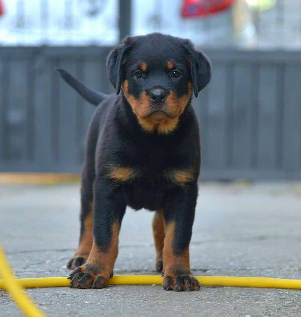 Top quality rottweiler female puppy available just for quality seekers 3