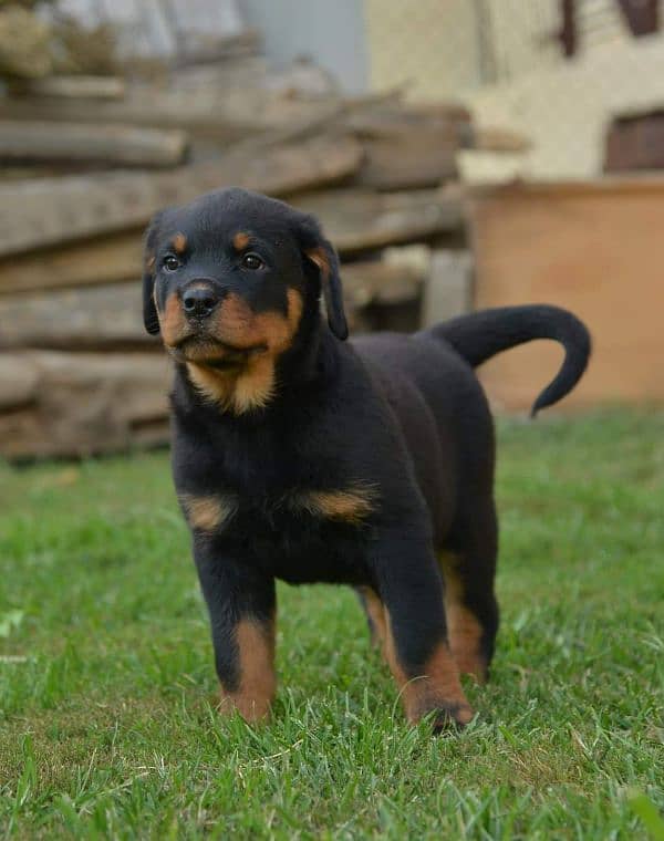 Top quality rottweiler female puppy available just for quality seekers 4