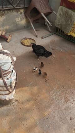 Four Aseel/Desi Hens for sale with chicks