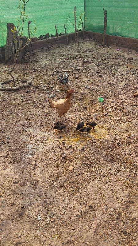 Four Aseel/Desi Hens for sale with chicks 1