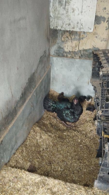 Four Aseel/Desi Hens for sale with chicks 2