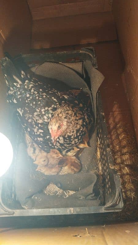 Four Aseel/Desi Hens for sale with chicks 4