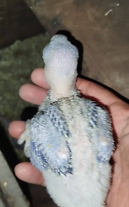 chicks available for hand tame 1