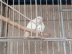 breeder pairs available albino black eye parblue