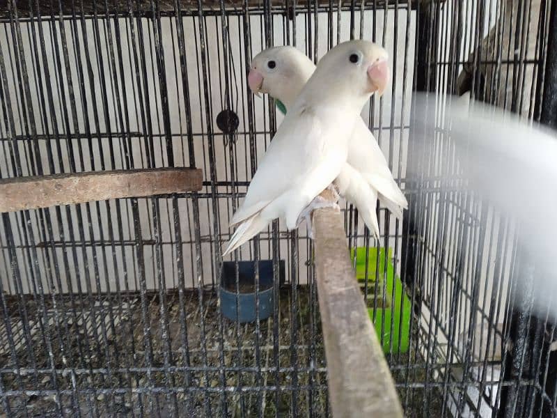 breeder pairs available albino black eye parblue 2