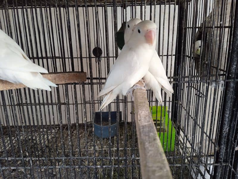 breeder pairs available albino black eye parblue 3