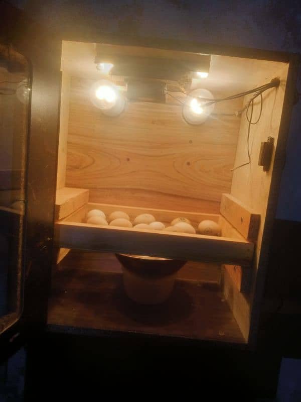 incubator for sale 03127553028 0