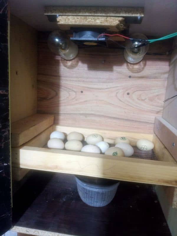 incubator for sale 03127553028 1