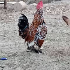 milli flower hens 1 male and 3 females eggs da ruhi han