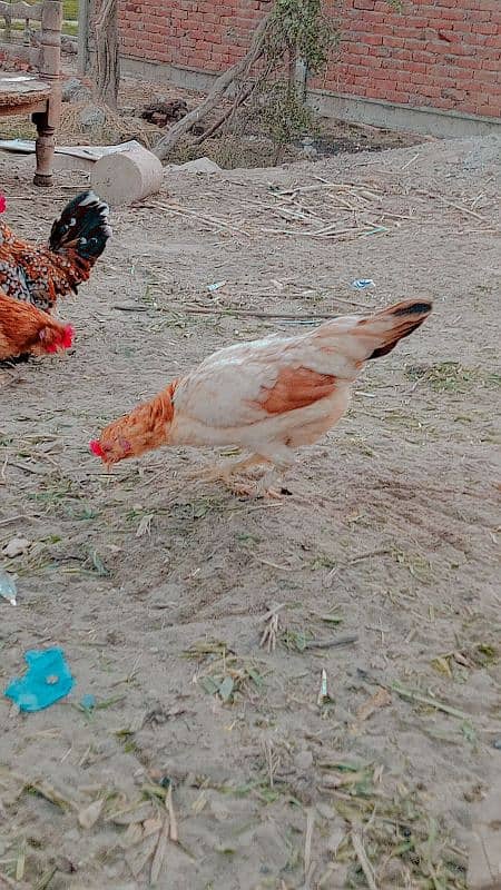 milli flower hens 1 male and 3 females eggs da ruhi han 1