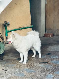 Russian Dog Pink Nose