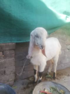 goat ( bakry)