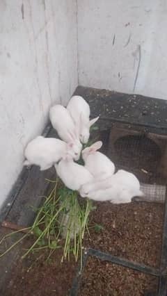 Angori white Rabbits for sale urgent