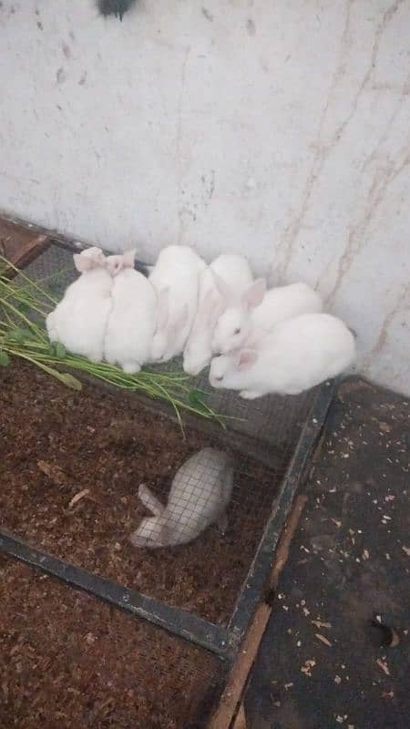 Angori white Rabbits for sale urgent 1