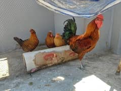 Golden misri hen eggs laying