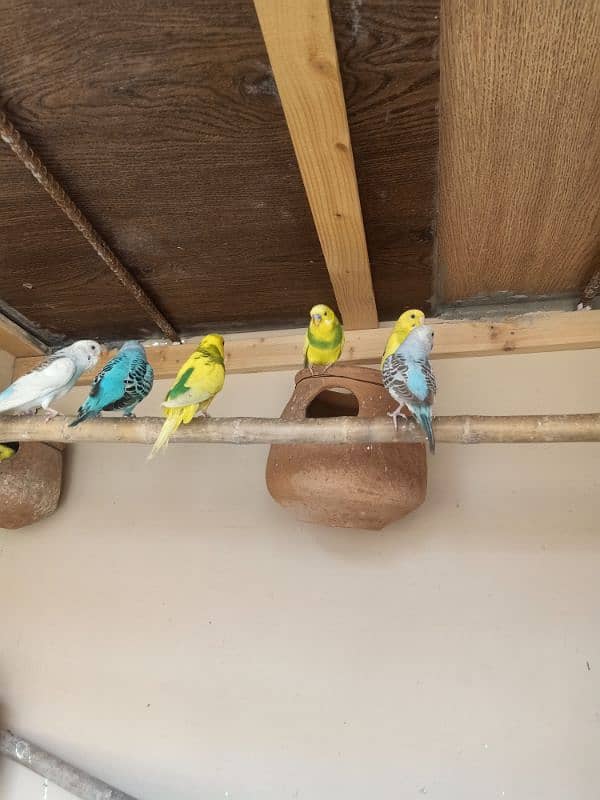 black eye budgies 1