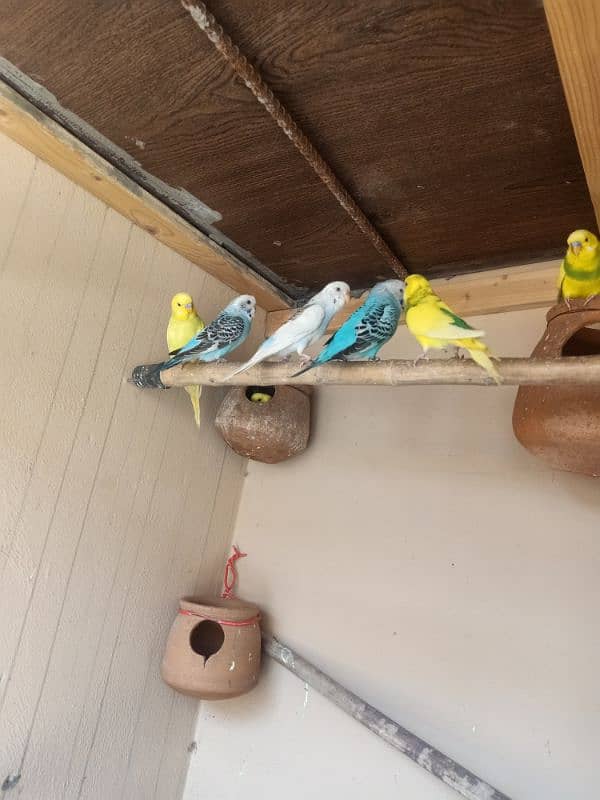 black eye budgies 2